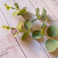 PLANTA DE EUCALIPTO